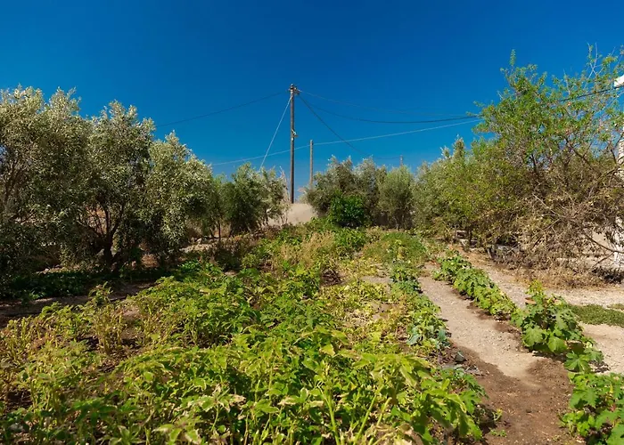 The Tree Santorini Vakantiehuis Perissa (Santorini)